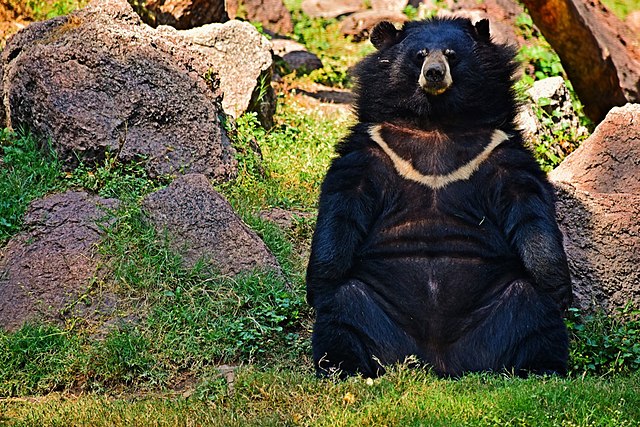 Himalayan Bear