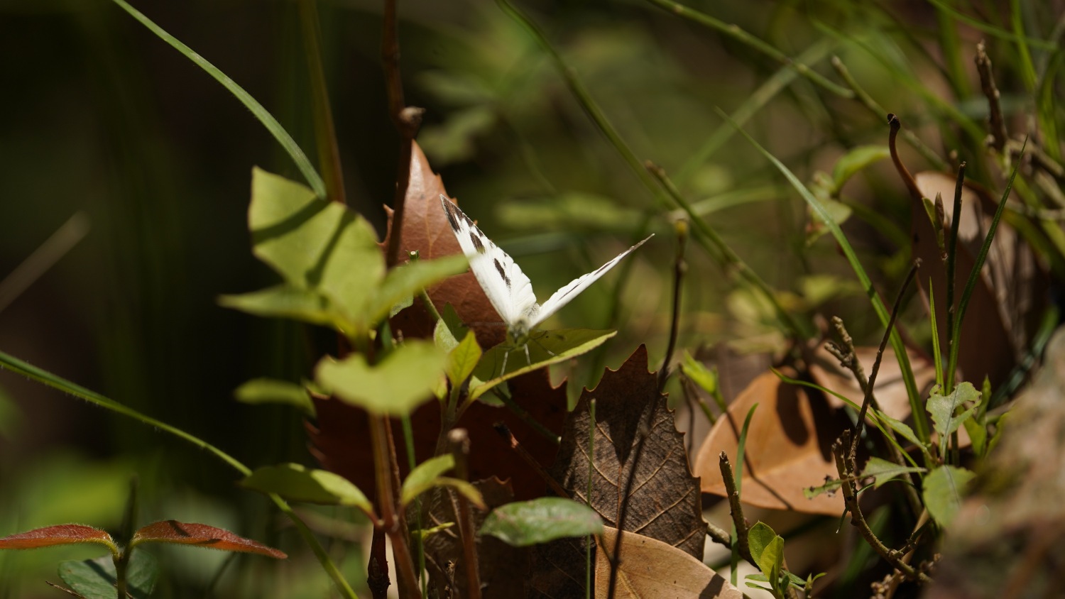 Alpine Butterfly