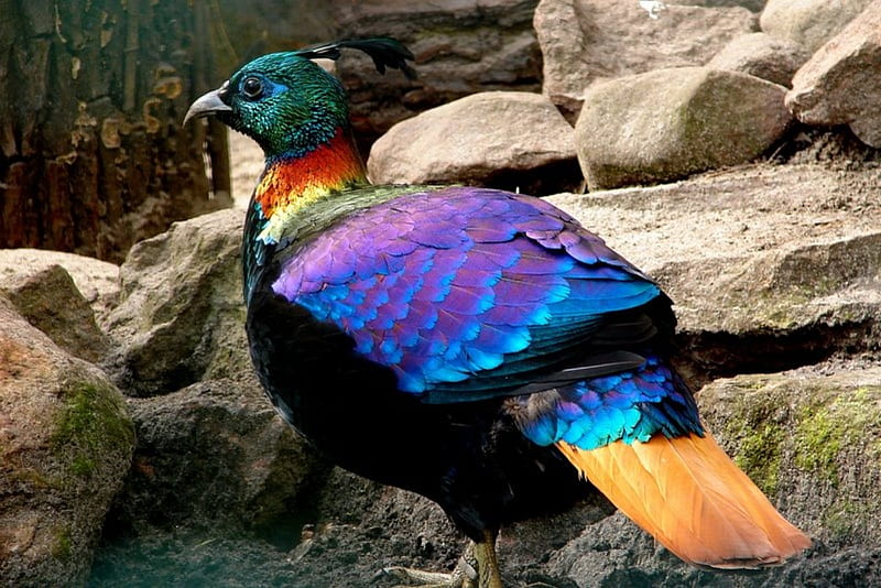 Monal Pheasant