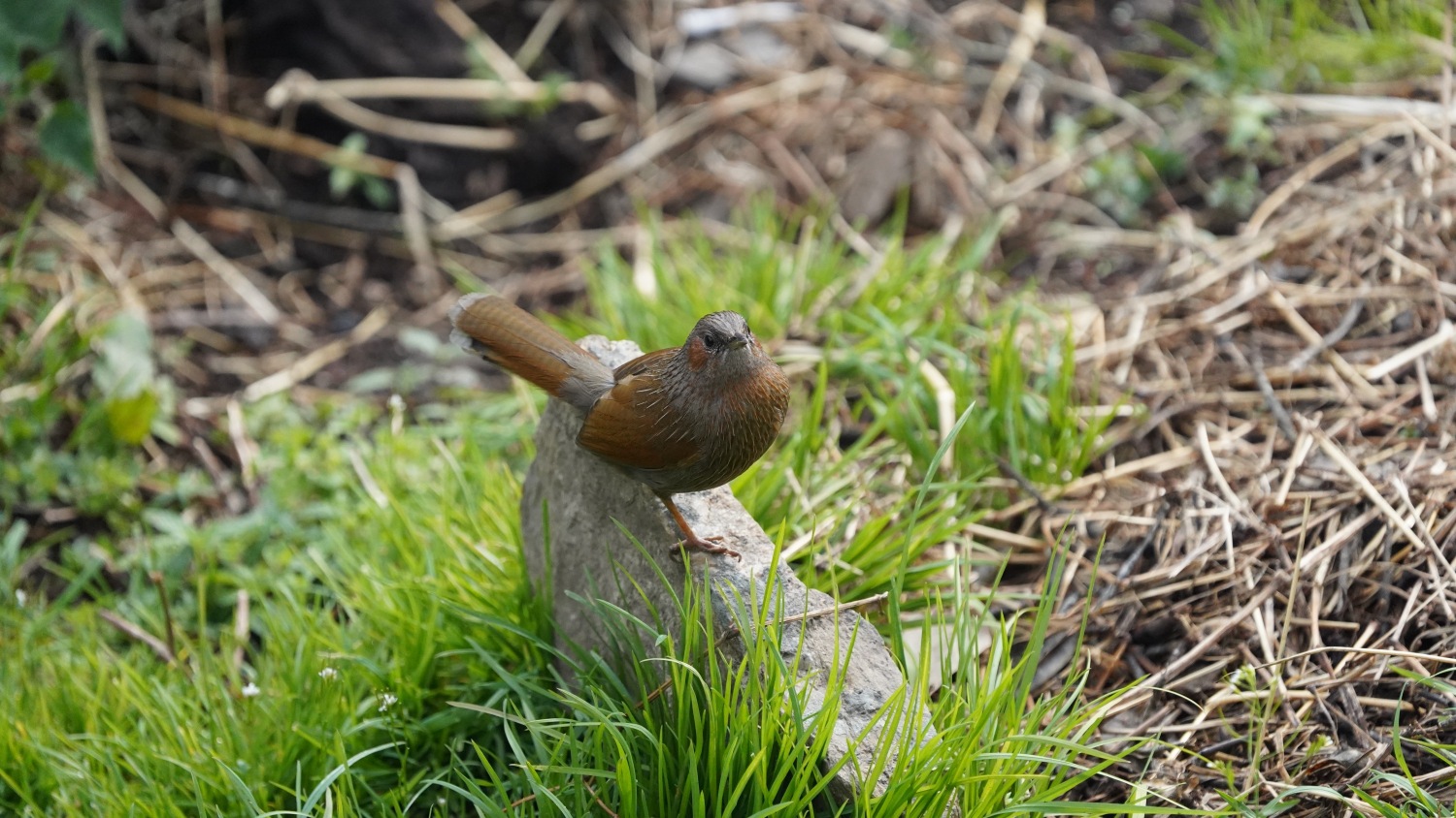 Laughing Thrush